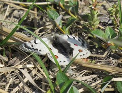 Parnassius phoebus