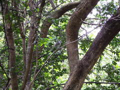 Anairetes fernandezianus