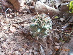 Coryphantha clavata clavata
