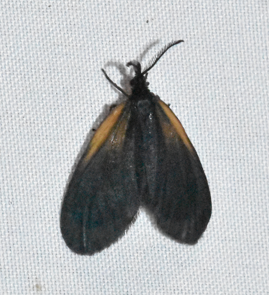 Orange-patched Smoky Moth from 297 Towhee Ln, Burnsville, NC 28714, USA ...