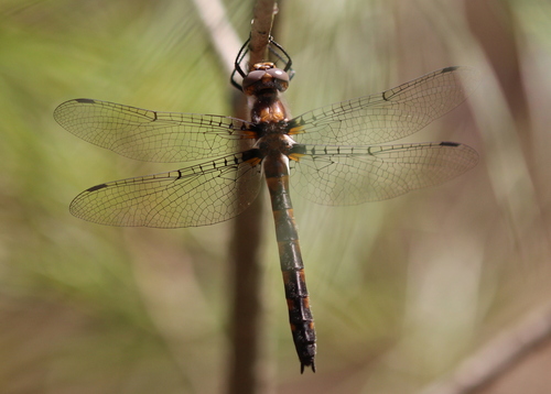 Uhler's Sundragon photo 4