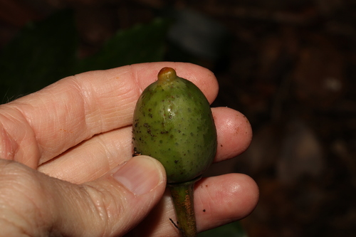 Image of Ficus watkinsiana by (c) Greg Tasney, some rights reserved (CC BY-SA)