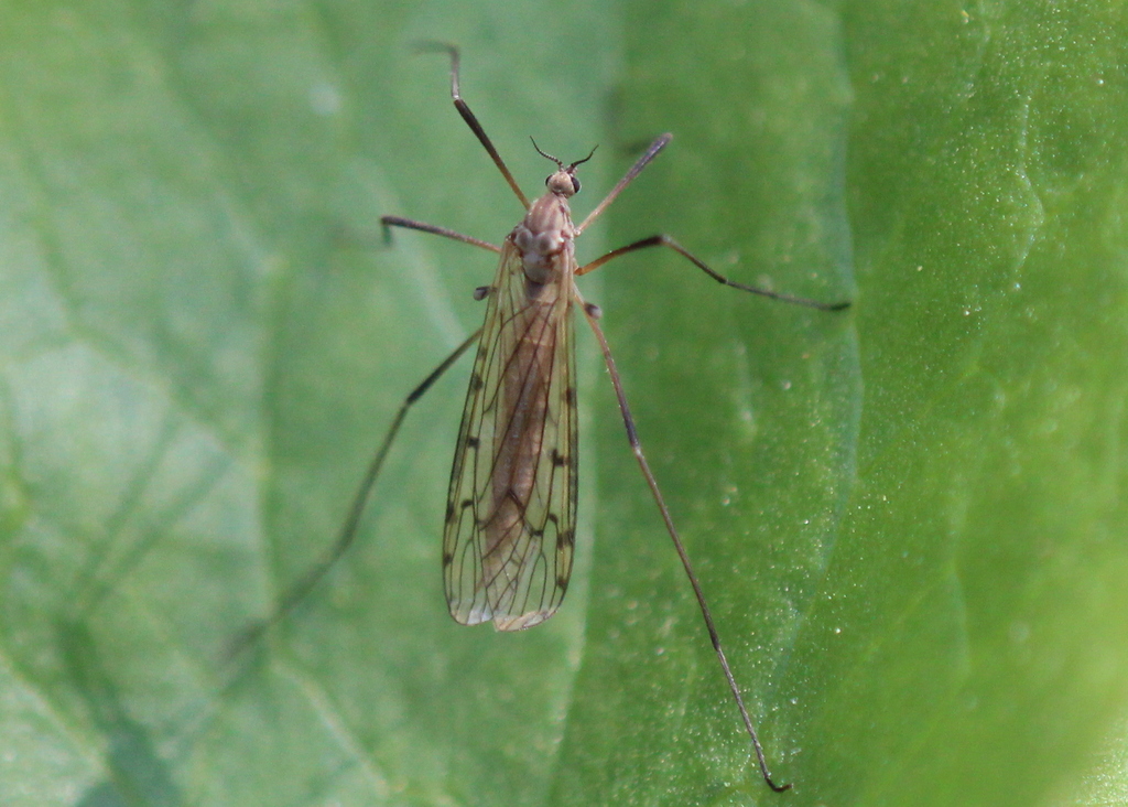Tricyphona vernalis