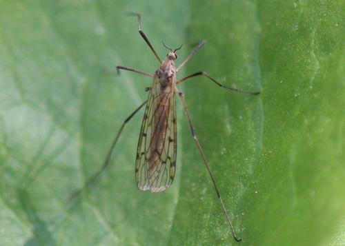 Tricyphona vernalis