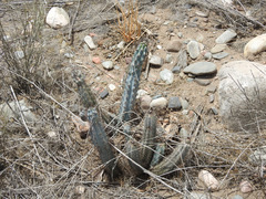 Cereus aethiops