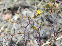 Senecio subulatus erectus