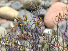Senecio subulatus erectus