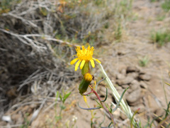 Senecio subulatus erectus