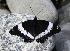 Limenitis arthemis rubrofasciata