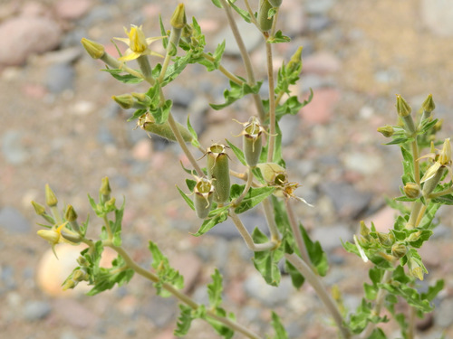 Wavyleaf blazingstar (Mentzelia albescens)