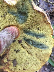 Baorangia bicolor image