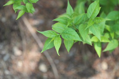 Diervilla lonicera