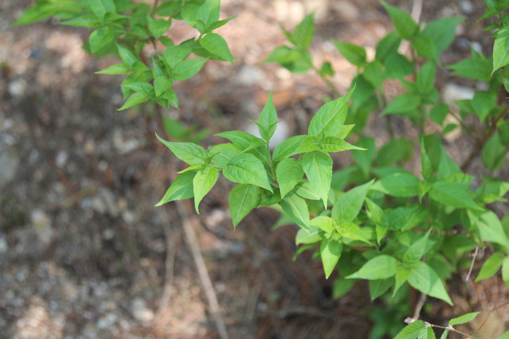 Euphorbia nesemannii 2