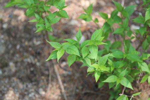 Diervilla lonicera