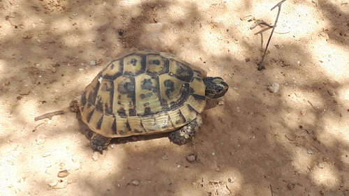 Nabeul Tortoise