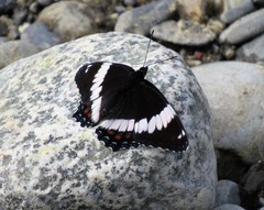 Limenitis arthemis rubrofasciata