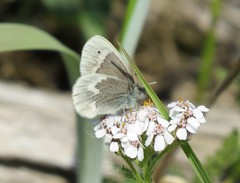 Coenonympha tullia