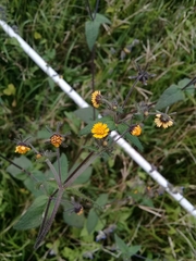 Sigesbeckia agrestis