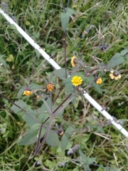 Sigesbeckia agrestis