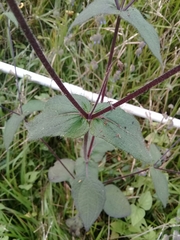 Sigesbeckia agrestis