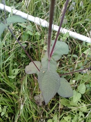 Sigesbeckia agrestis