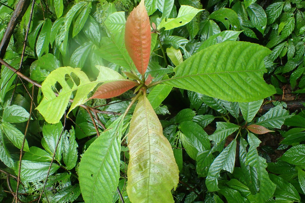 Saurauia tristyla oldhamii from 台灣台北 on May 20, 2023 at 09:43 AM by 林為宇 ...