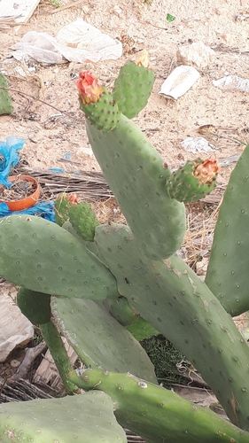 Indian fig opuntia