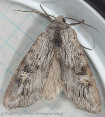 Lithomoia germana