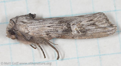 Lithomoia germana