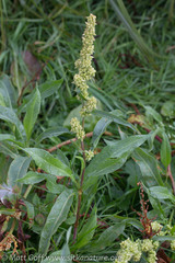 Rumex transitorius