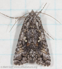 Syngrapha octoscripta