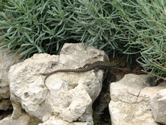 Podarcis muralis maculiventris