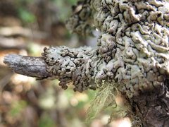 Hypogymnia austerodes