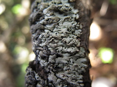 Hypogymnia austerodes