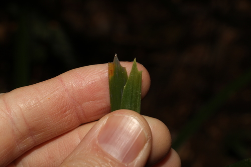 Image of Lomandra spicata by (c) Greg Tasney, some rights reserved (CC BY-SA)