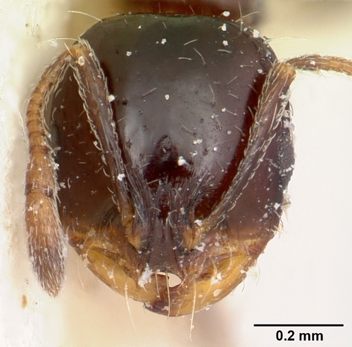 Solenopsis schilleriSolenopsis schilleri