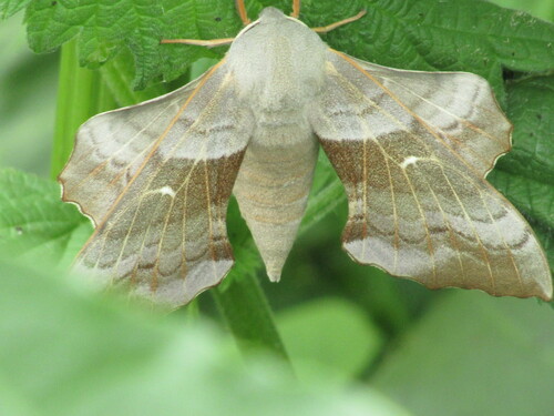 Poplar hawk-moth