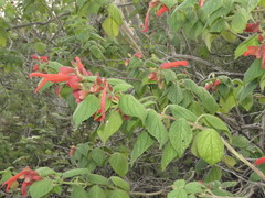 Salvia sessei