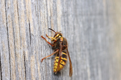 Median Wasp, Hilversum, Nederland, photo 9 of 10