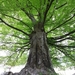 Beech Family - Photo (c) Ginevra🌿, some rights reserved (CC BY-NC), uploaded by Ginevra🌿