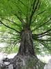 Beeches - Photo (c) Ginevra🌿, some rights reserved (CC BY-NC), uploaded by Ginevra🌿