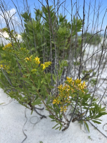 woody goldenrod (Chrysoma pauciflosculosa)