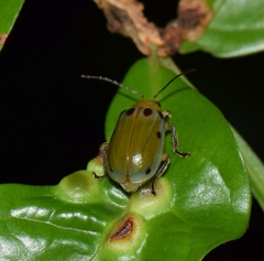 Exora obsoleta