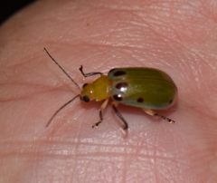 Exora obsoleta