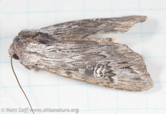 Lithomoia germana
