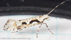 Rhigognostis interrupta