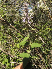 Salvia fruticulosa