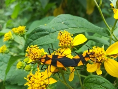 Oncopeltus varicolor varicolor