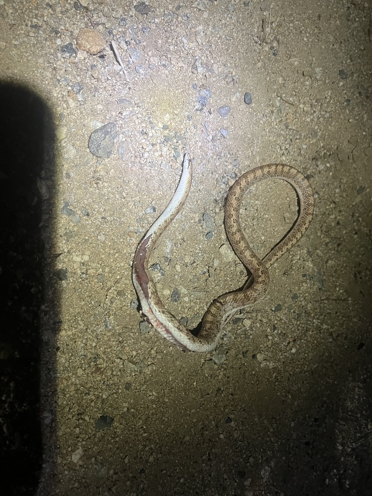 Glossy Snake from Joshua Tree National Park, Joshua Tree, CA, US on May