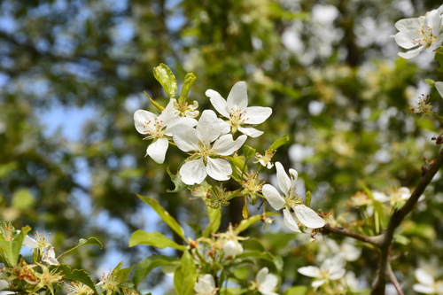 薔薇科 蘋果屬 楸子 Malus prunifolia